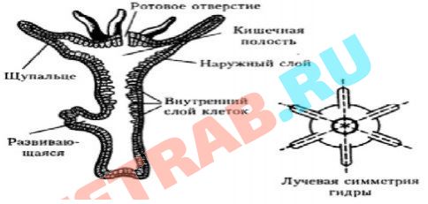 Кракен даркнет только через торг